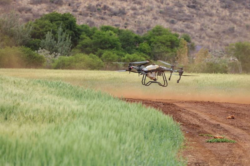 Agricultural drone flying low past a cereal crop at the edge of a dirt track
