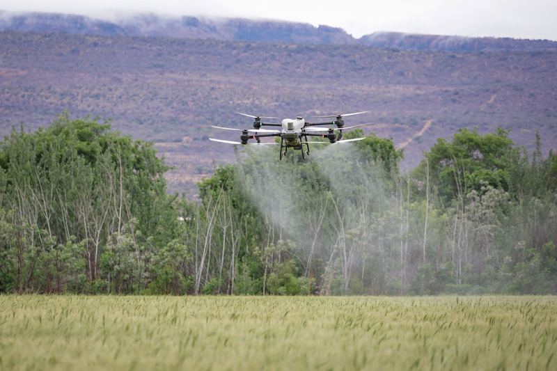 Spray drone laying a mist along a windbreak of trees next to a cereal paddock